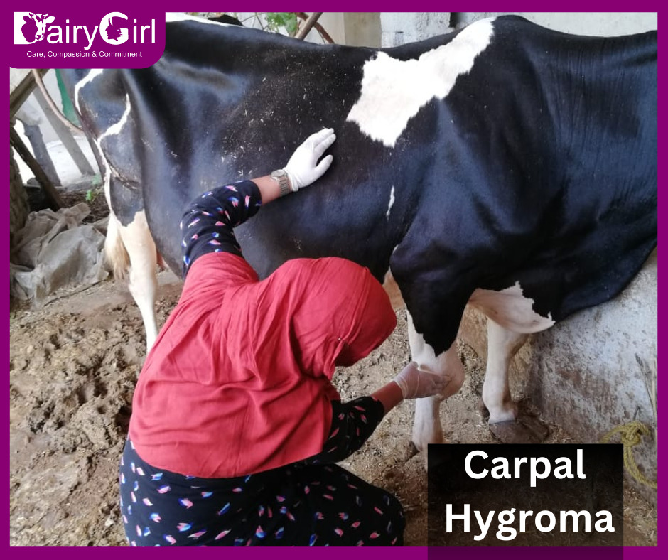 Carpal Hygroma in Bovines