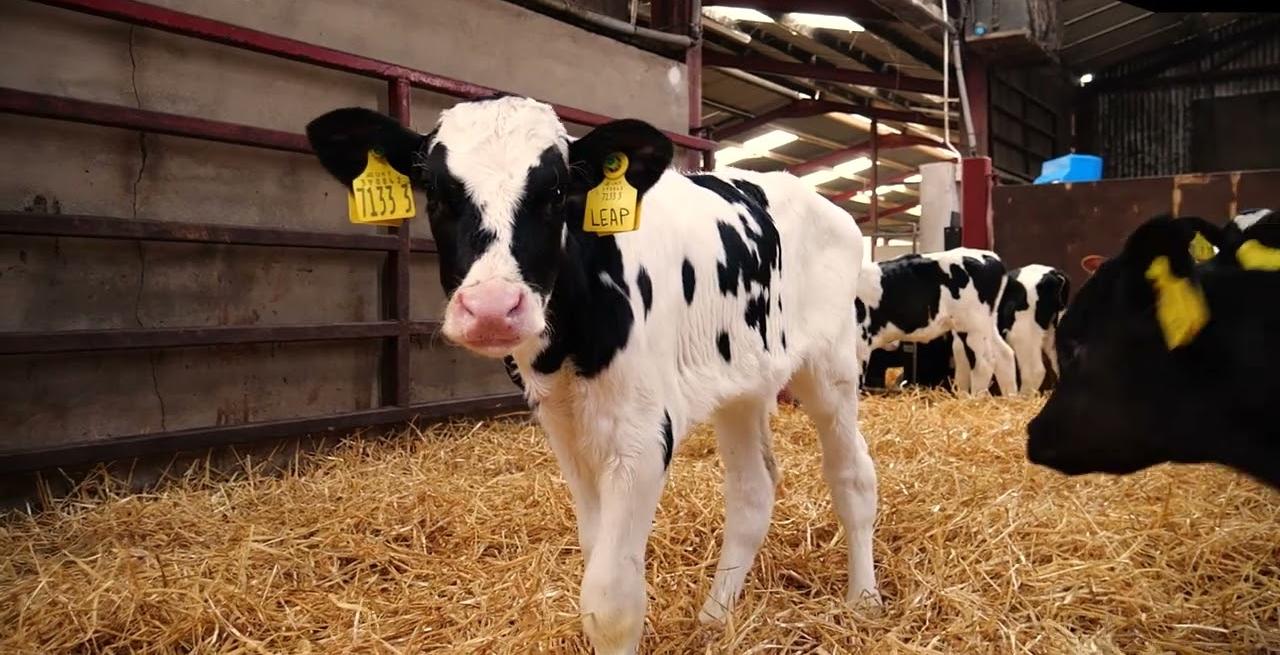 Why Some Calves Never Reach Their Full Potential